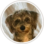 Daisy Website Profile Pic