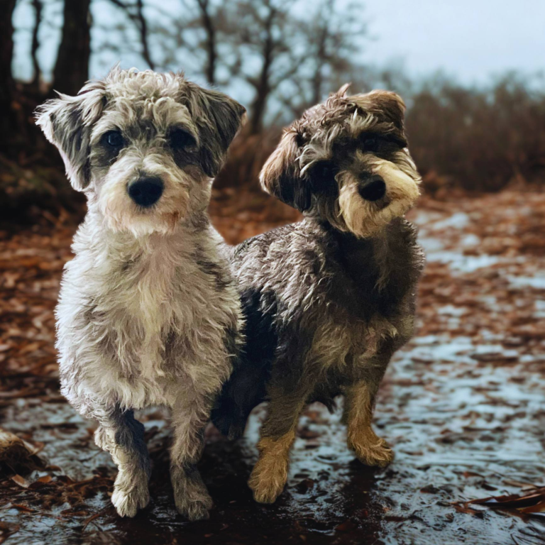 Daisy and Mabel Meet the Sisters Featured Image
