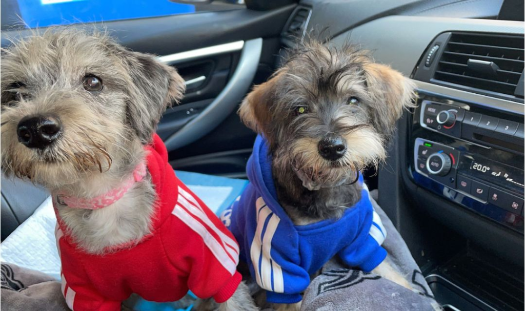 Daisy and Mabel inside the car poodle-schnauzer sisters