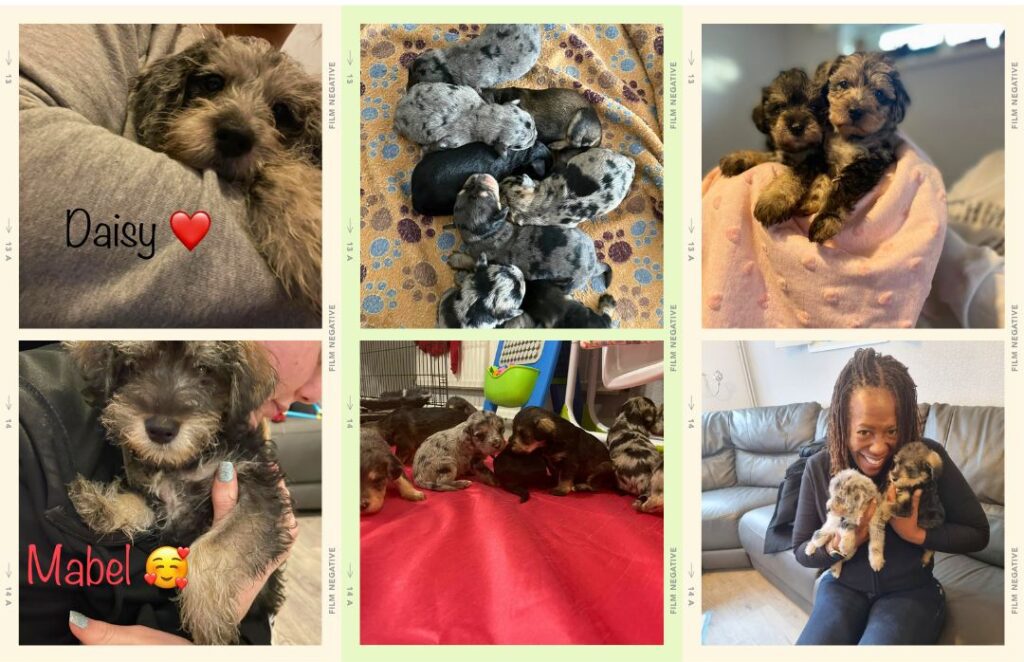 Puppy footage poodle-schnauzer sisters